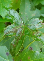 Phyllocnistis liquidambarisella