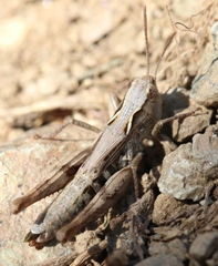 Chorthippus corsicus corsicus