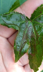 Phyllocnistis liquidambarisella