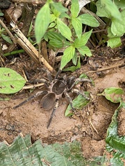 Cyrtopholis portoricae