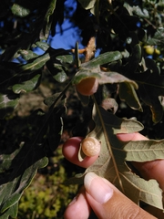 Cynips quercus