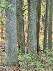 Chamaecyparis thyoides