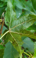 Phyllocnistis liquidambarisella