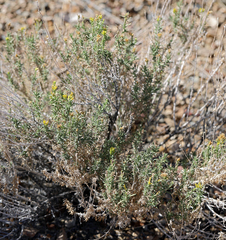 Chrysothamnus viscidiflorus puberulus