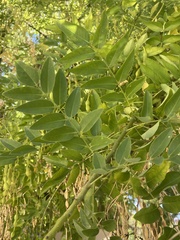 Styphnolobium
