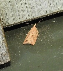 Planotortrix