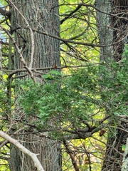 Chamaecyparis thyoides