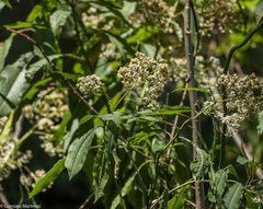 Dendrophorbium peregrinum