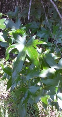 Phyllocnistis liquidambarisella