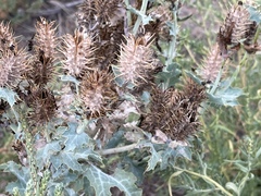 Argemone polyanthemos