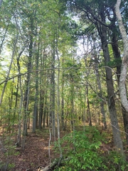 Chamaecyparis thyoides