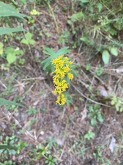 Solidago pinetorum