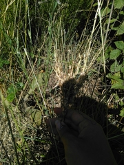 Timaspis chondrillae