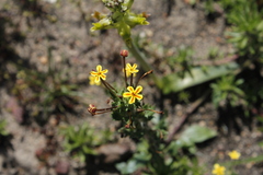 Zaluzianskya divaricata
