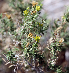Chrysothamnus viscidiflorus puberulus