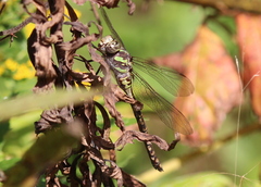 Aeshna canadensis