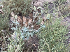 Argemone polyanthemos