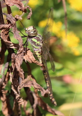 Aeshna canadensis