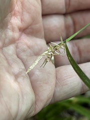 Carex lonchocarpa