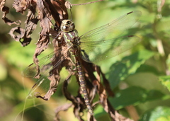 Aeshna canadensis