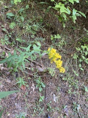 Solidago pinetorum