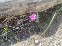 Romulea rosea