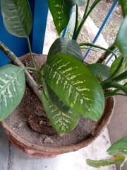 Dieffenbachia seguine