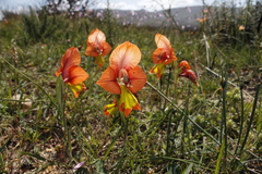 Gladiolus alatus