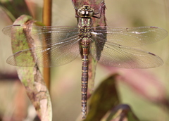 Aeshna canadensis