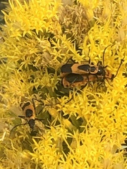 Chauliognathus basalis