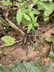 Cyrtopholis portoricae