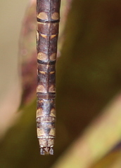 Aeshna canadensis