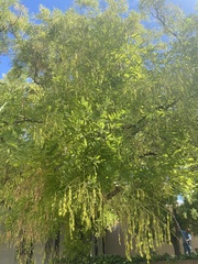 Styphnolobium