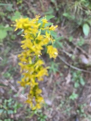 Solidago pinetorum