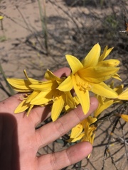 Zephyranthes bagnoldii
