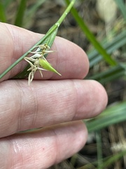 Carex lonchocarpa
