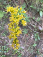 Solidago pinetorum