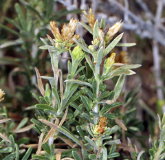 Chrysothamnus viscidiflorus puberulus