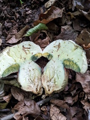 Rubroboletus satanas