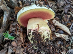 Rubroboletus satanas
