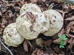 Rubroboletus satanas
