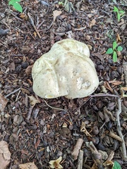 Rubroboletus satanas