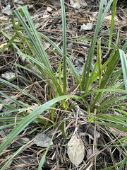 Carex lonchocarpa