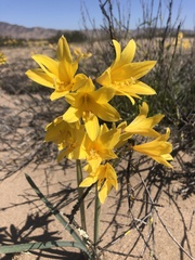 Zephyranthes bagnoldii