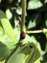 Cycloneda sanguinea