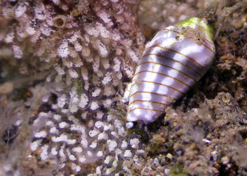 Imbricaria conularis observed 2016-05-14
