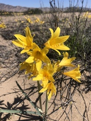 Zephyranthes bagnoldii