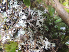 Pseudocyphellaria glabra