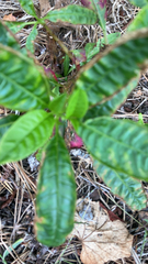 Psychotria nervosa