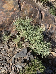 Eriogonum brevicaule